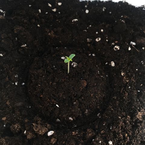 Auto Somango growlog timeline photo