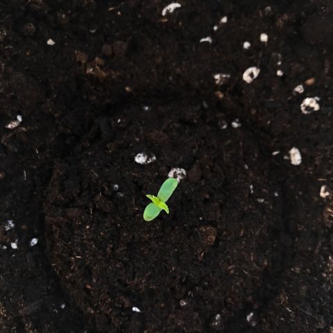 Auto Somango growlog timeline photo