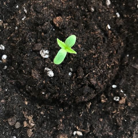 Auto Somango growlog timeline photo