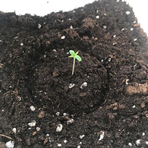 Auto Somango growlog timeline photo