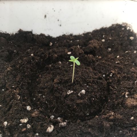 Auto Somango growlog timeline photo