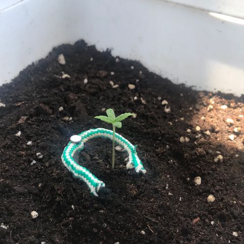 Auto Somango growlog timeline photo