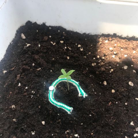 Auto Somango growlog timeline photo
