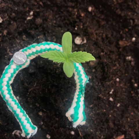 Auto Somango growlog timeline photo