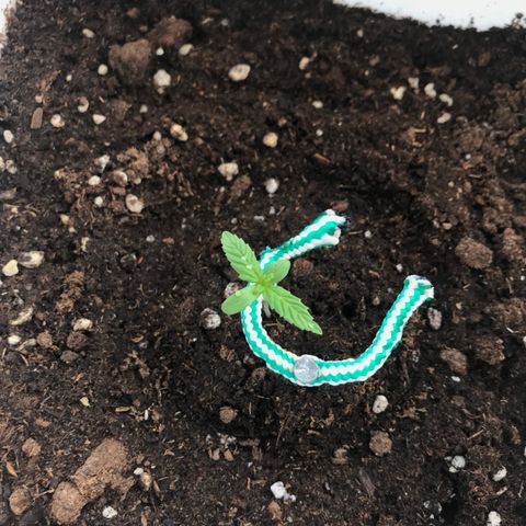 Auto Somango growlog timeline photo