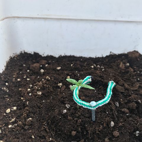 Auto Somango growlog timeline photo