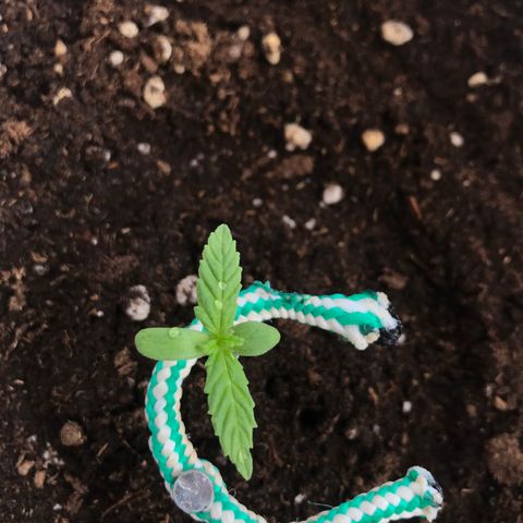 Auto Somango growlog timeline photo
