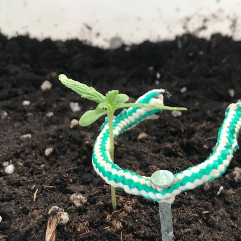 Auto Somango growlog timeline photo