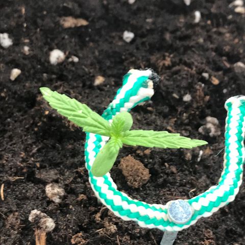 Auto Somango growlog timeline photo