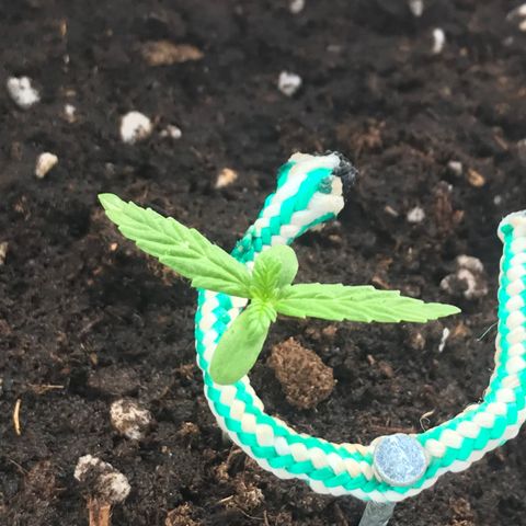 Auto Somango growlog timeline photo