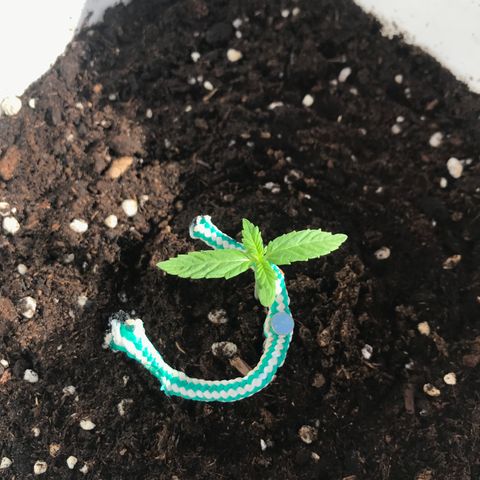 Auto Somango growlog timeline photo