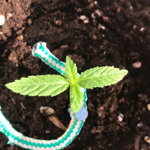 Auto Somango growlog timeline photo