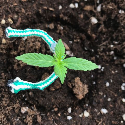 Auto Somango growlog timeline photo