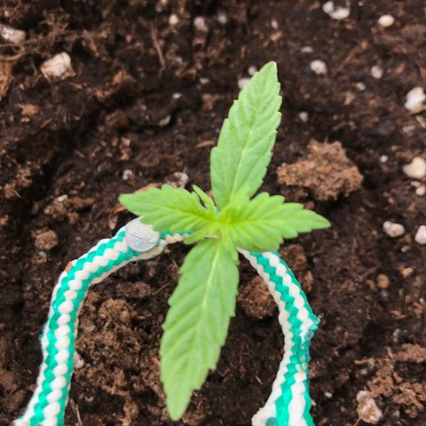 Auto Somango growlog timeline photo