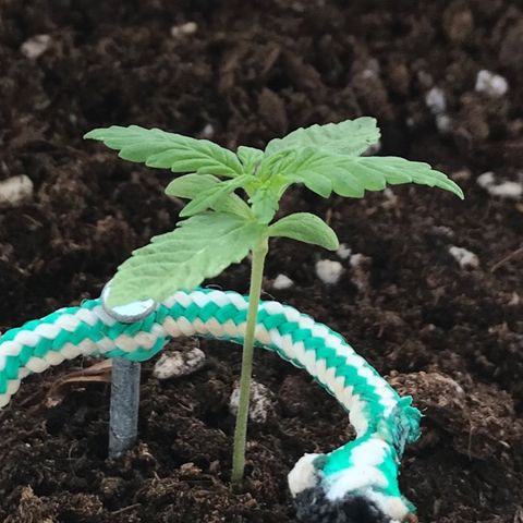 Auto Somango growlog timeline photo