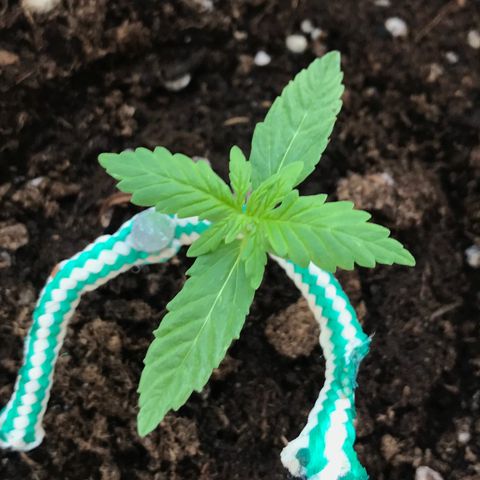 Auto Somango growlog timeline photo