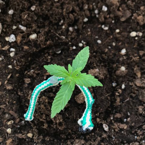 Auto Somango growlog timeline photo