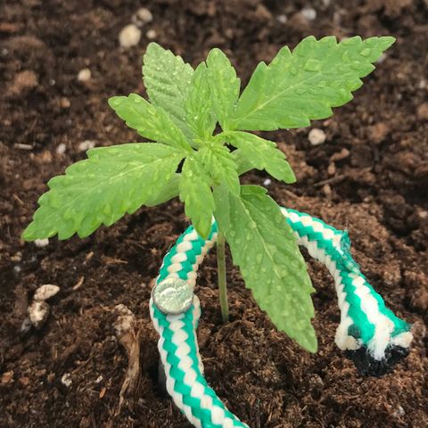 Auto Somango growlog timeline photo