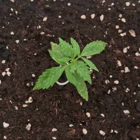 Auto Somango growlog timeline photo