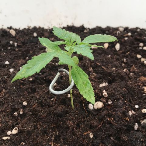 Auto Somango growlog timeline photo
