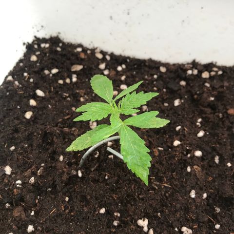 Auto Somango growlog timeline photo
