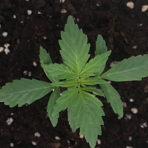 Auto Somango growlog timeline photo