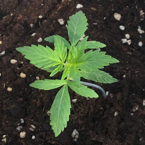Auto Somango growlog timeline photo