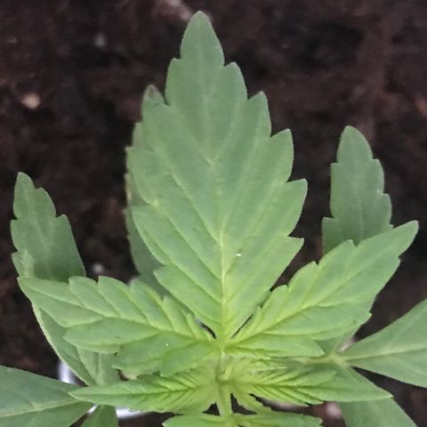 Auto Somango growlog timeline photo