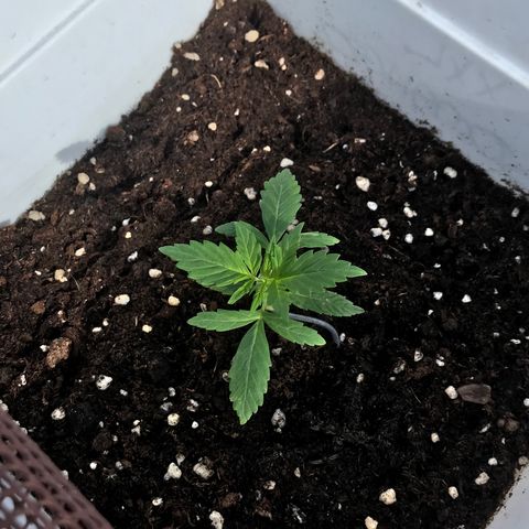 Auto Somango growlog timeline photo