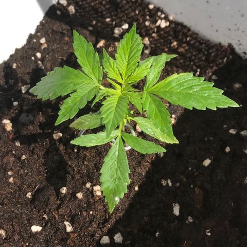 Auto Somango growlog timeline photo