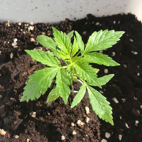 Auto Somango growlog timeline photo