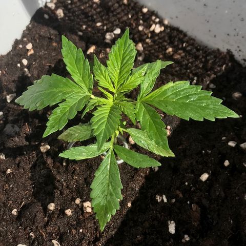 Auto Somango growlog timeline photo
