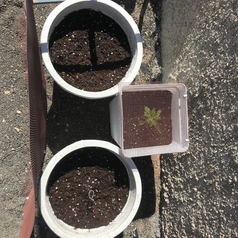 Auto Somango growlog timeline photo