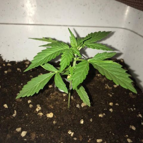 Auto Somango growlog timeline photo