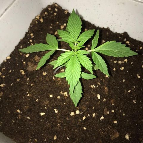 Auto Somango growlog timeline photo