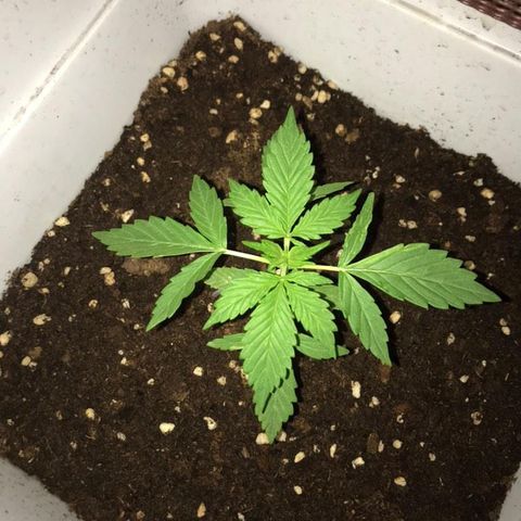 Auto Somango growlog timeline photo