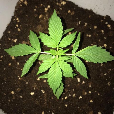 Auto Somango growlog timeline photo
