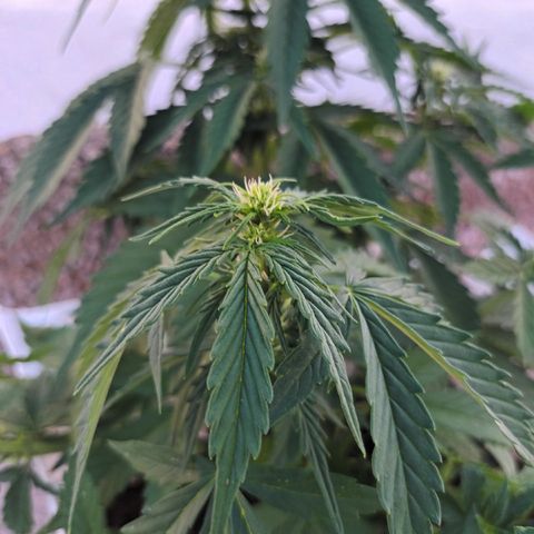 Auto Somango growlog photo: Foto x la tarde noche