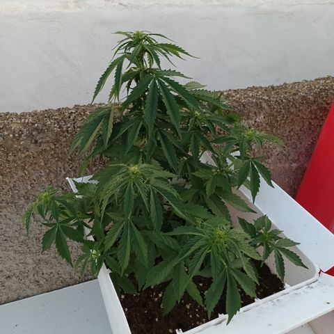 Auto Somango growlog photo: Foto x la tarde noche