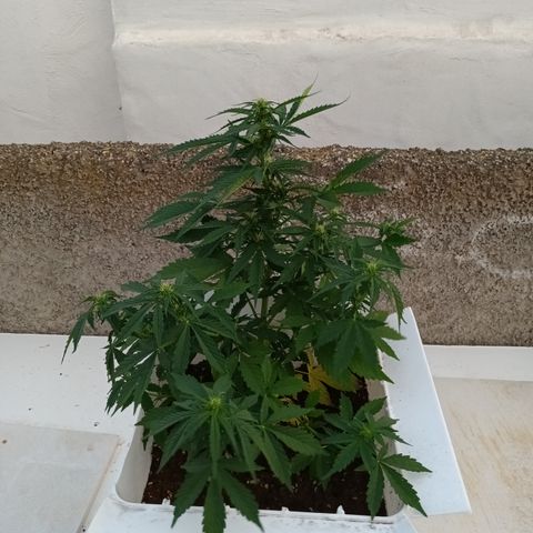 Auto Somango growlog timeline photo