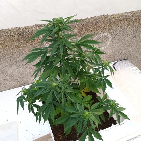 Auto Somango growlog timeline photo