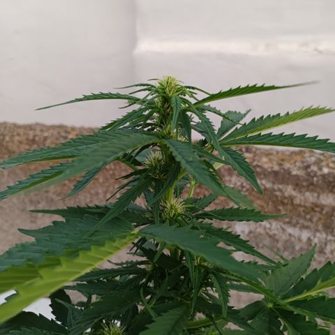 Auto Somango growlog timeline photo