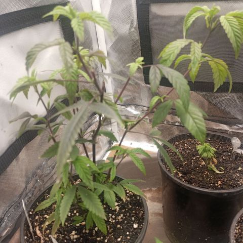 Lemon og clone growlog timeline photo