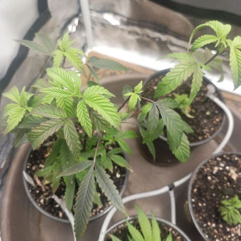 Lemon og clone growlog timeline photo