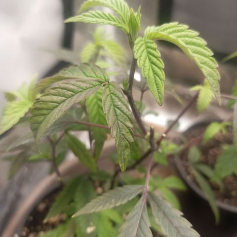 Lemon og clone growlog timeline photo