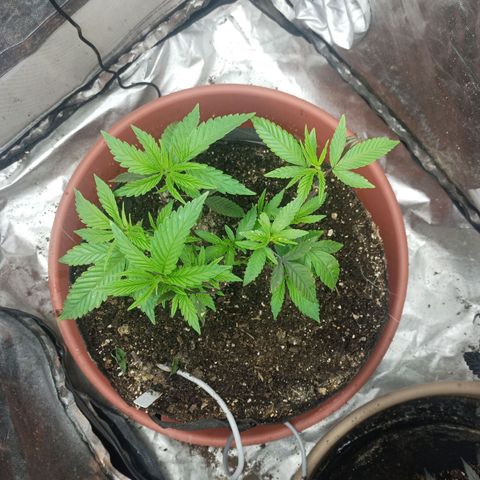 Lemon og clone growlog timeline photo