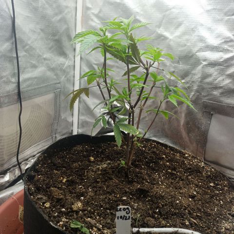 Lemon og clone growlog timeline photo