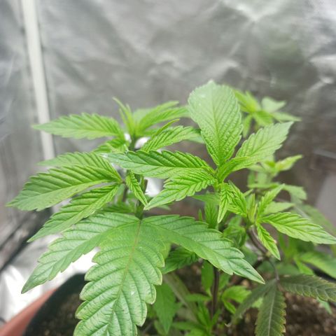 Lemon og clone growlog timeline photo