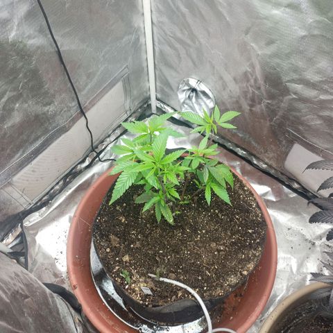 Lemon og clone growlog timeline photo