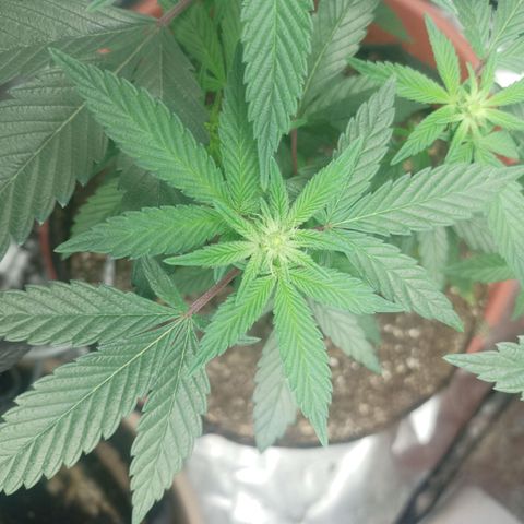 Lemon og clone growlog timeline photo